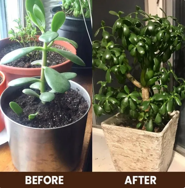 Soil Activated Treasure Premium Soil Activator (Buy 1 Get 1 free)